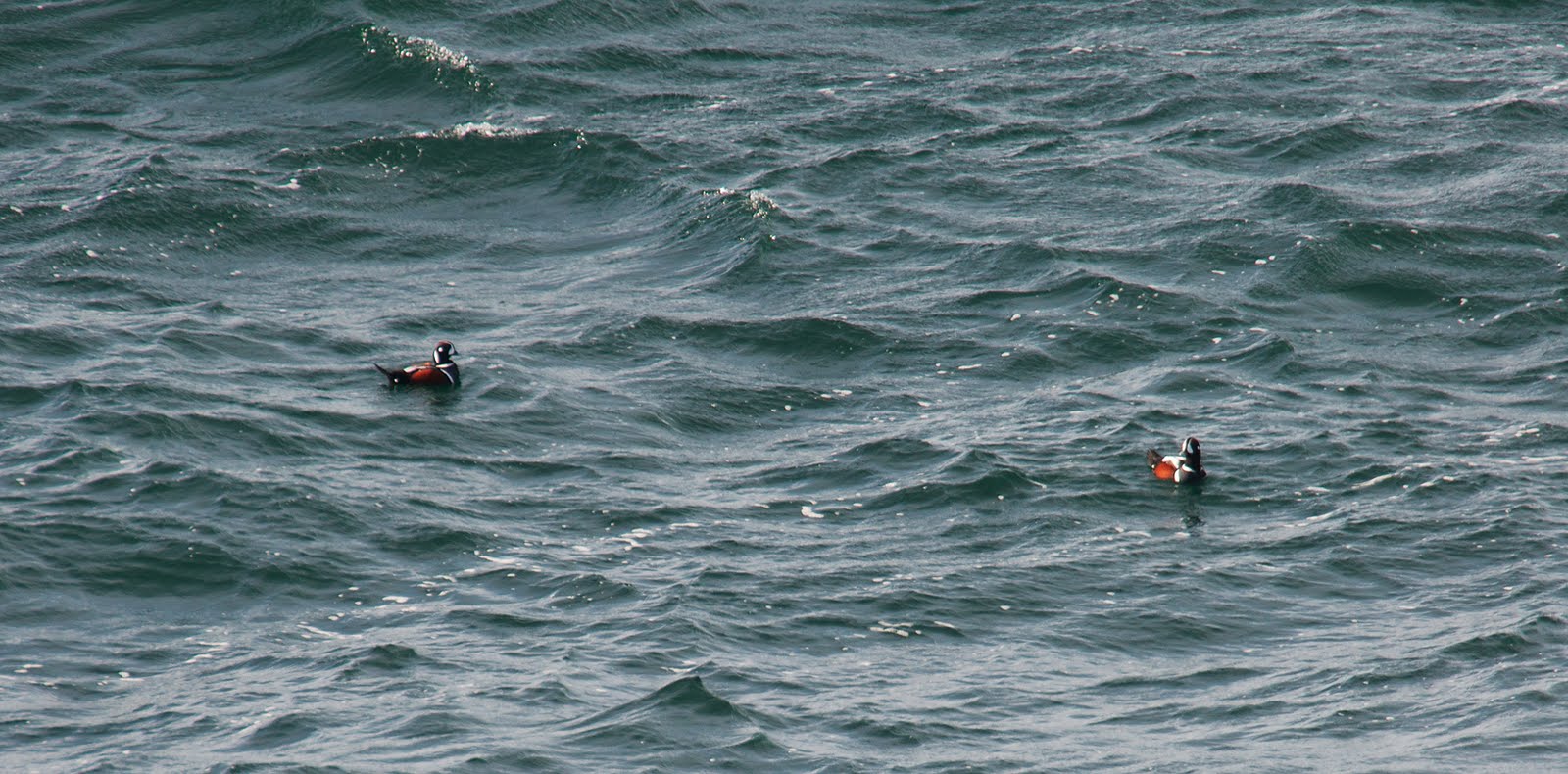 looking for a harlequin great dane with blue or green eyes